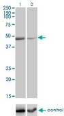 Monoclonal Anti-TNFRSF19L antibody produced in mouse clone 3F8, purified immunoglobulin, buffered aqueous solution