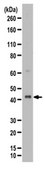 Anti-NIPP-1 Antibody from rabbit, purified by affinity chromatography