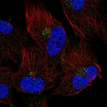 Anti-TMEM165 antibody produced in rabbit Prestige Antibodies&#174; Powered by Atlas Antibodies, affinity isolated antibody