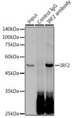 Anti-IRF2 Antibody, clone 8M2N4, Rabbit Monoclonal