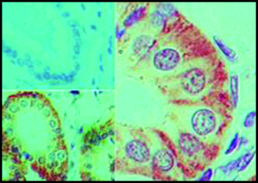 Monoclonal Anti-IL-17F antibody produced in mouse clone 4H1629.1, purified immunoglobulin