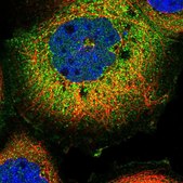 Anti-FAM126A antibody produced in rabbit Prestige Antibodies® Powered by Atlas Antibodies, affinity isolated antibody, buffered aqueous glycerol solution