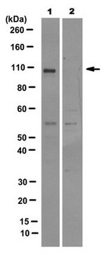 抗-SLFN11抗体，克隆4G9 clone 4G9, 0.25&#160;mg/mL, from mouse