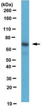 Anti-Pan-GRK Antibody, clone N145/20 clone N145/20, from mouse