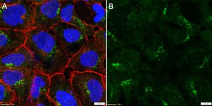 Anti-Nephrin Antibody, clone 1D16 ZooMAb® Rabbit Monoclonal recombinant, expressed in HEK 293 cells