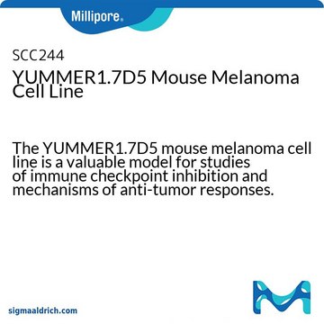 YUMMER1.7D5 Mouse Melanoma Cell Line The YUMMER1.7D5 mouse melanoma cell line is a valuable model for studies of immune checkpoint inhibition and mechanisms of anti-tumor responses.