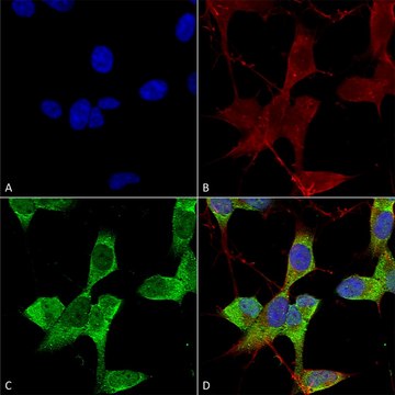 Monoclonal Anti-GABA A Receptor antibody produced in mouse clone S399-19