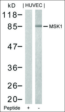 Anti-RPS6KA5 (Ab-376) antibody produced in rabbit affinity isolated antibody