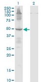 Monoclonal Anti-ETF1, (C-terminal) antibody produced in mouse clone 2H4, purified immunoglobulin, buffered aqueous solution