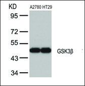 Anti-GSK3B (Ab-9) antibody produced in rabbit affinity isolated antibody
