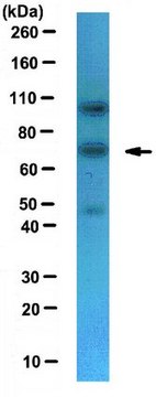 Anti-NXF1 Antibody serum, from rabbit