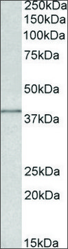 Anti-IDH3G antibody produced in goat affinity isolated antibody, buffered aqueous solution