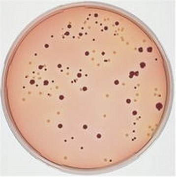 SMAC agar base for direct isolation and differentiation of enterohemorrhagic (EHEC) E.coli O157:H7-strains