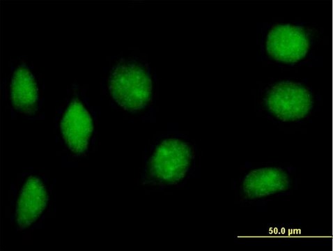 抗 NAP1L2 小鼠抗 IgG fraction of antiserum, buffered aqueous solution