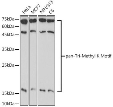 Anti-pan-Tri-Methyl lysine antibody produced in rabbit