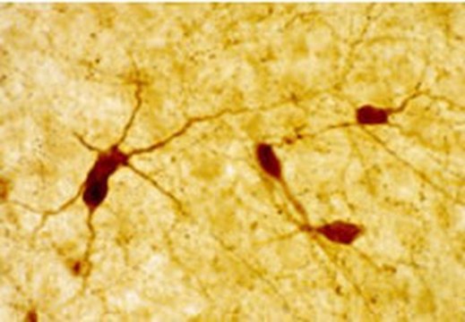 Anti-Neuropeptide Y Rabbit pAb lyophilized, Calbiochem&#174;