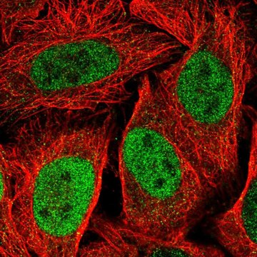 Anti-KIF23 antibody produced in rabbit Prestige Antibodies&#174; Powered by Atlas Antibodies, affinity isolated antibody