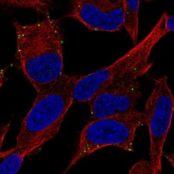 Anti-ADCYAP1R1 antibody produced in rabbit Prestige Antibodies&#174; Powered by Atlas Antibodies, affinity isolated antibody