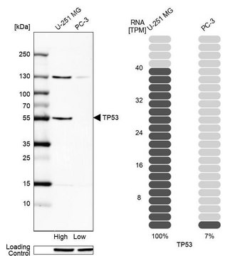 Anti-p53 antibody produced in rabbit Prestige Antibodies&#174; Powered by Atlas Antibodies, affinity isolated antibody