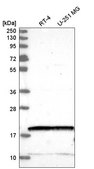 Anti-NUDT2 antibody produced in rabbit Prestige Antibodies® Powered by Atlas Antibodies, affinity isolated antibody