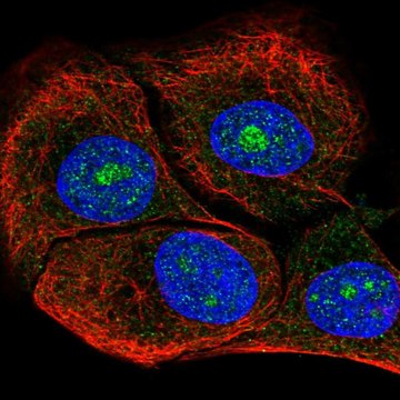 Anti-DOLK antibody produced in rabbit Prestige Antibodies&#174; Powered by Atlas Antibodies, affinity isolated antibody