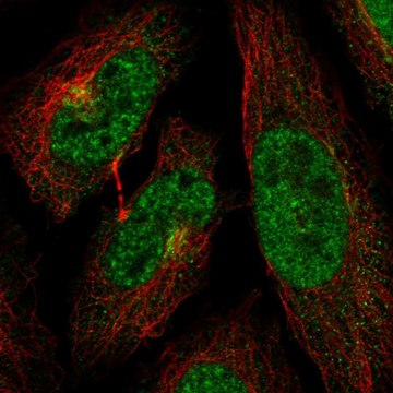 Anti-CDK13 antibody produced in rabbit Prestige Antibodies&#174; Powered by Atlas Antibodies, affinity isolated antibody, buffered aqueous glycerol solution