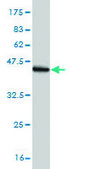 Monoclonal Anti-CASP14 antibody produced in mouse clone 4C9, purified immunoglobulin, buffered aqueous solution