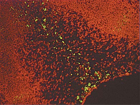 ApopTag 荧光素原位凋亡检测试剂盒 The ApopTag Fluorescein In Situ Apoptosis Detection Kit detects apoptotic cells in situ by the indirect TUNEL method, utilizing an anti-digoxigenin antibody that is conjugated to a Fluorescein reporter molecule.