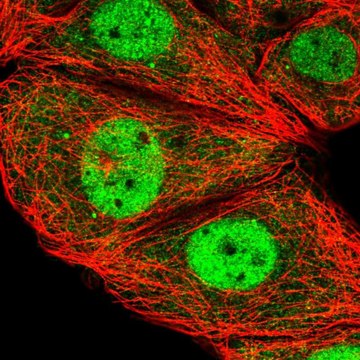 Anti-ESRP2 antibody produced in rabbit Prestige Antibodies&#174; Powered by Atlas Antibodies, affinity isolated antibody