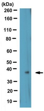 Anti-OGG1 Antibody from rabbit, purified by affinity chromatography