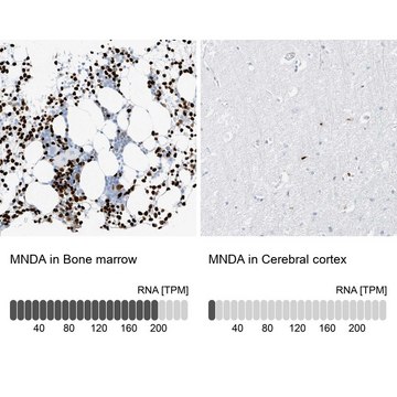 抗-MNDA 兔抗 Prestige Antibodies&#174; Powered by Atlas Antibodies, affinity isolated antibody, buffered aqueous glycerol solution