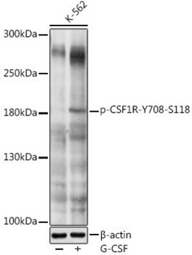 Anti-Phospho-CSF1R-Y708 antibody produced in rabbit