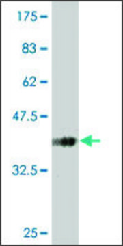 Monoclonal Anti-SLC13A3 antibody produced in mouse clone 3A6, purified immunoglobulin, buffered aqueous solution