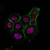 Anti-HAF/SART1 Antibody, clone 1-2 clone 1-2, from mouse