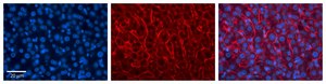 Anti-APOE antibody produced in rabbit affinity isolated antibody