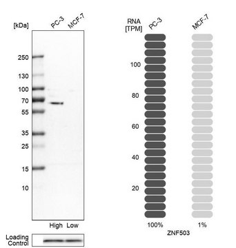 抗-ZNF503 兔抗 Prestige Antibodies&#174; Powered by Atlas Antibodies, affinity isolated antibody, buffered aqueous glycerol solution