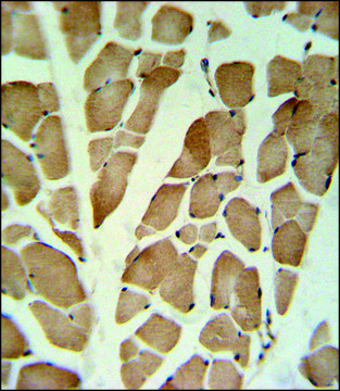 ANTI-GLG1 (C-TERM) antibody produced in rabbit IgG fraction of antiserum, buffered aqueous solution