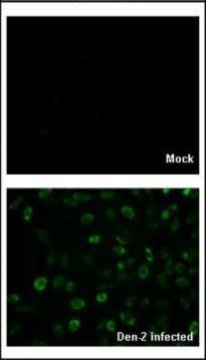 Anti-Capsid Protein antibody produced in rabbit affinity isolated antibody, buffered aqueous solution