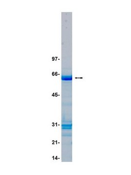 MKK4/SKK1 Protein, active, 10 &#181;g Active, N-terminal GST tagged, murine MKK4 residues 34-end, for use in Kinase Assays.