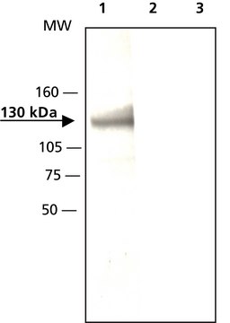 Anti-Axin1 (C-terminal region) 兔抗 ~2.5&#160;mg/mL, affinity isolated antibody, buffered aqueous solution