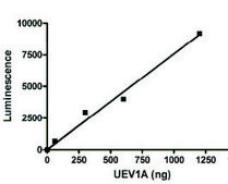 UEV1A active human recombinant, expressed in E. coli, ≥80% (SDS-PAGE)