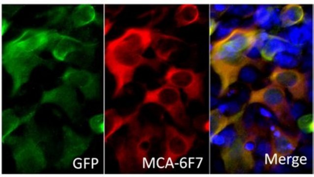 Anti-Cas9 Antibody, clone 6F7 clone 6F7, from mouse