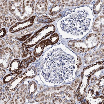 Anti-UBASH3B antibody produced in rabbit Prestige Antibodies&#174; Powered by Atlas Antibodies, affinity isolated antibody, buffered aqueous glycerol solution