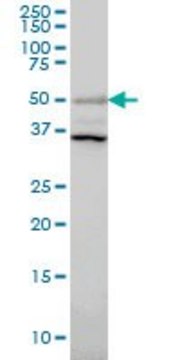 抗-ERRFI1单克隆抗体 小鼠抗 clone 2B9, purified immunoglobulin, buffered aqueous solution