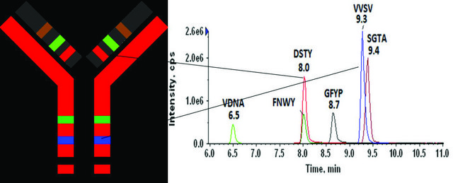 SILu&#8482;MAB K1稳定同位素标记通用单克隆抗体 recombinant, expressed in CHO cells