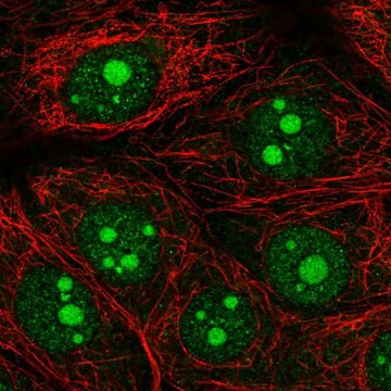 Anti-OLFM1 antibody produced in rabbit Prestige Antibodies&#174; Powered by Atlas Antibodies, affinity isolated antibody, buffered aqueous glycerol solution