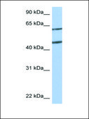 Anti-NTN4 antibody produced in rabbit affinity isolated antibody, lyophilized powder