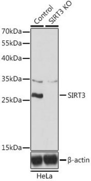 Anti-SIRT3 antibody produced in rabbit