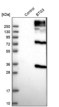 抗-BTG3 兔抗 Prestige Antibodies&#174; Powered by Atlas Antibodies, affinity isolated antibody, buffered aqueous glycerol solution