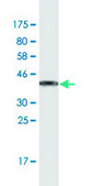 Monoclonal Anti-ANKRD37 antibody produced in mouse clone 6E8, purified immunoglobulin, buffered aqueous solution
